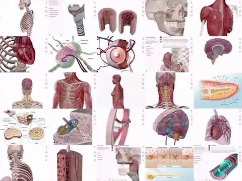 Anatomy And Physiology App Android Free Download